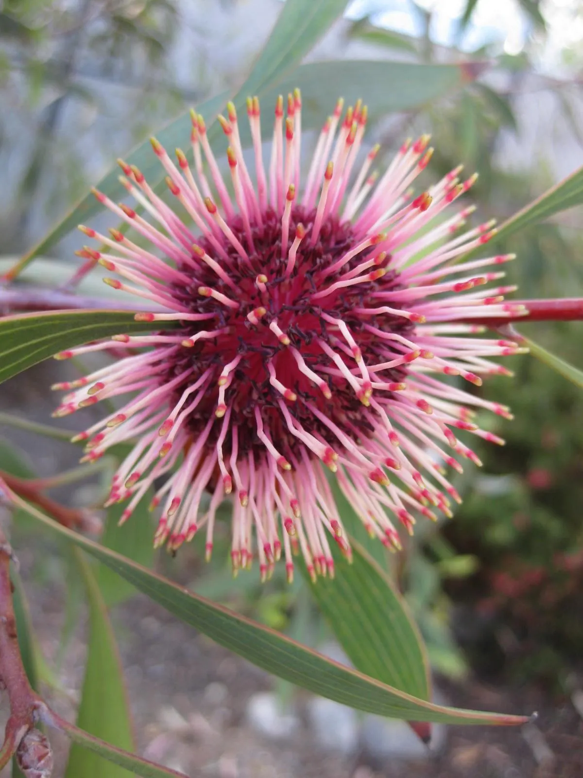 Pincushion Hakea (Hakea Laurina) — red and cream inflorescences
