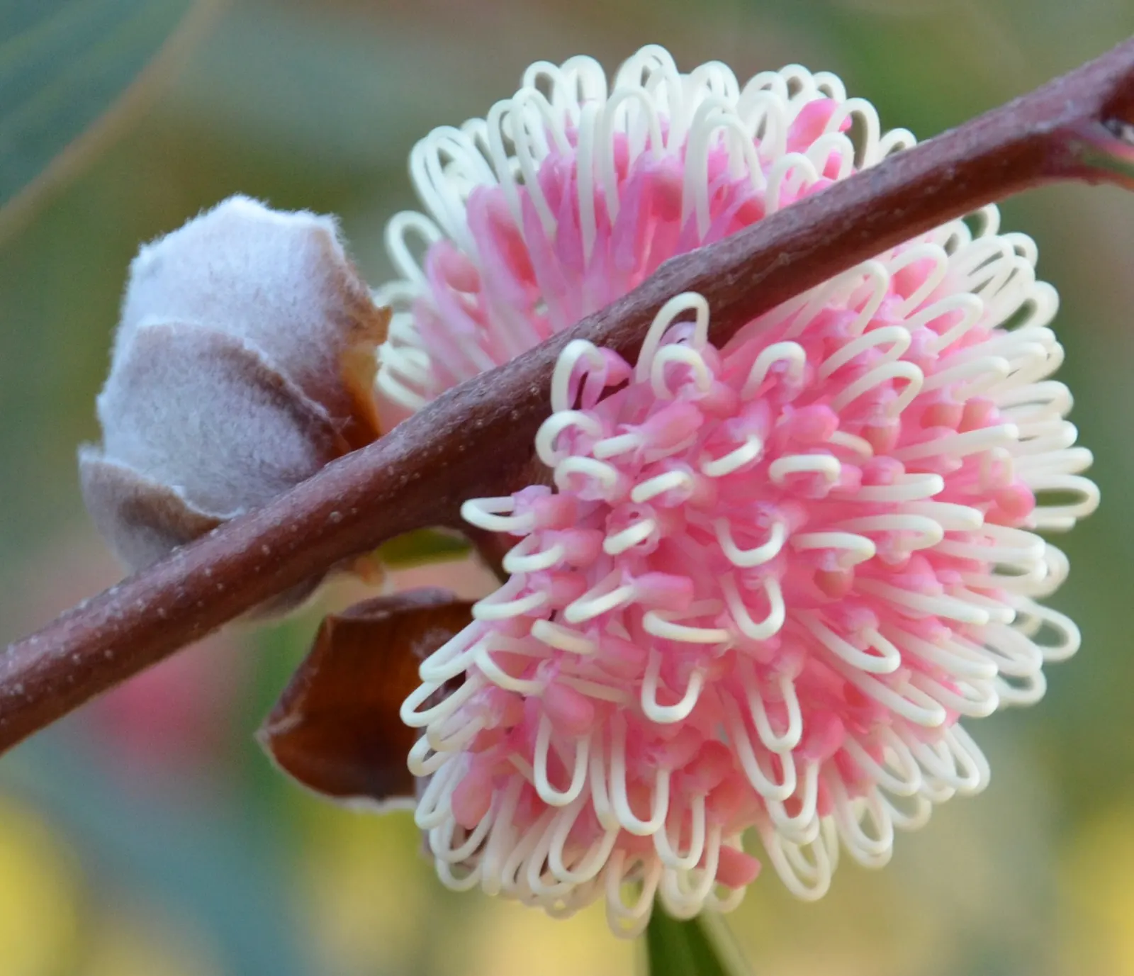 Pincushion Hakea (Hakea Laurina) — The Pincushion Hakea (Hakea laurina) is an eye-catching Australian native