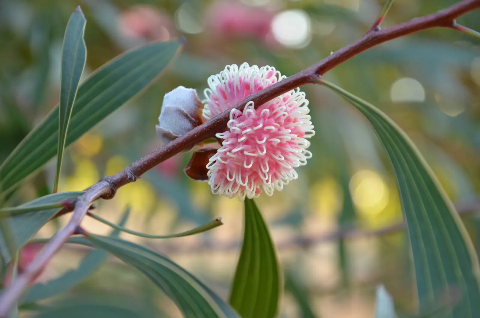 Pincushion Hakea (Hakea Laurina) — it may grow up to 20 feet tall