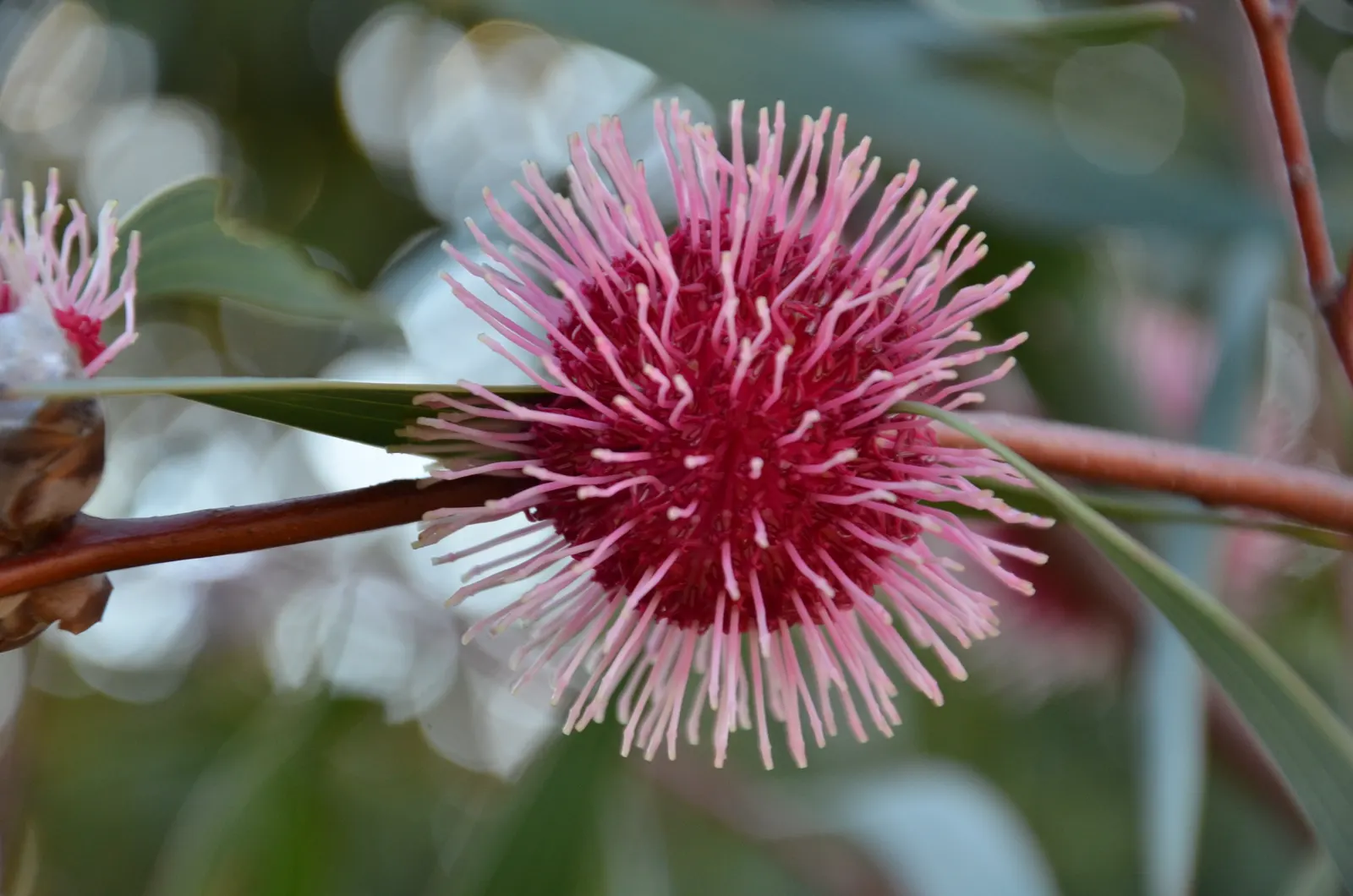 Pincushion Hakea (Hakea Laurina) — consider planting Hakea laurina en masse or alongside plants with contrasting foliage