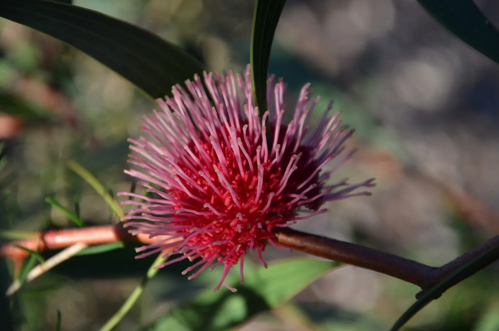 Pincushion Hakea (Hakea Laurina) — shrub / tree with multi-colored and pink and white blooms