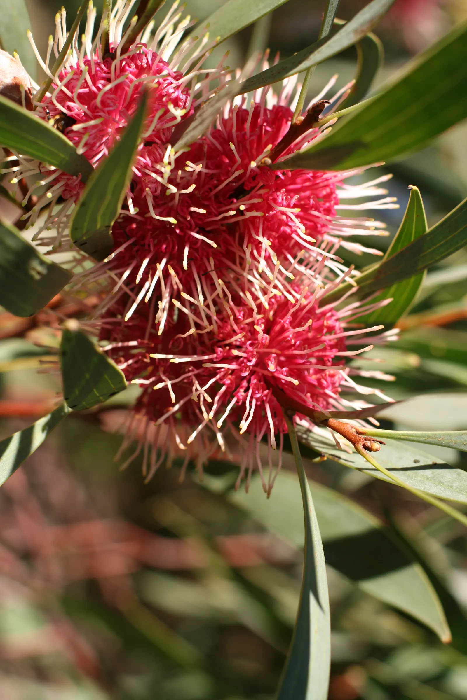 Pincushion Hakea (Hakea Laurina) — which emerge in late fall and persist into winter