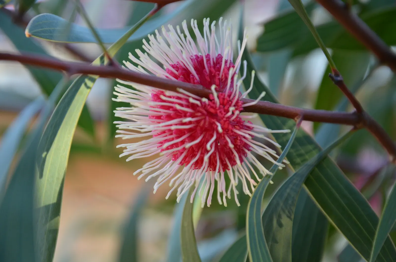 Pincushion Hakea (Hakea Laurina) — An evergreen shrub or small tree, it reaches up to 10-20 feet tall and 6-10 feet wide