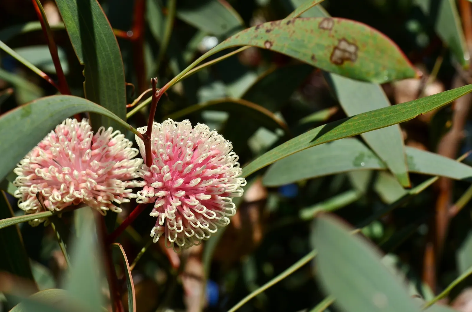 Pincushion Hakea (Hakea Laurina) — is an evergreen shrub or small tree cherished for both its aesthetic and ecological value