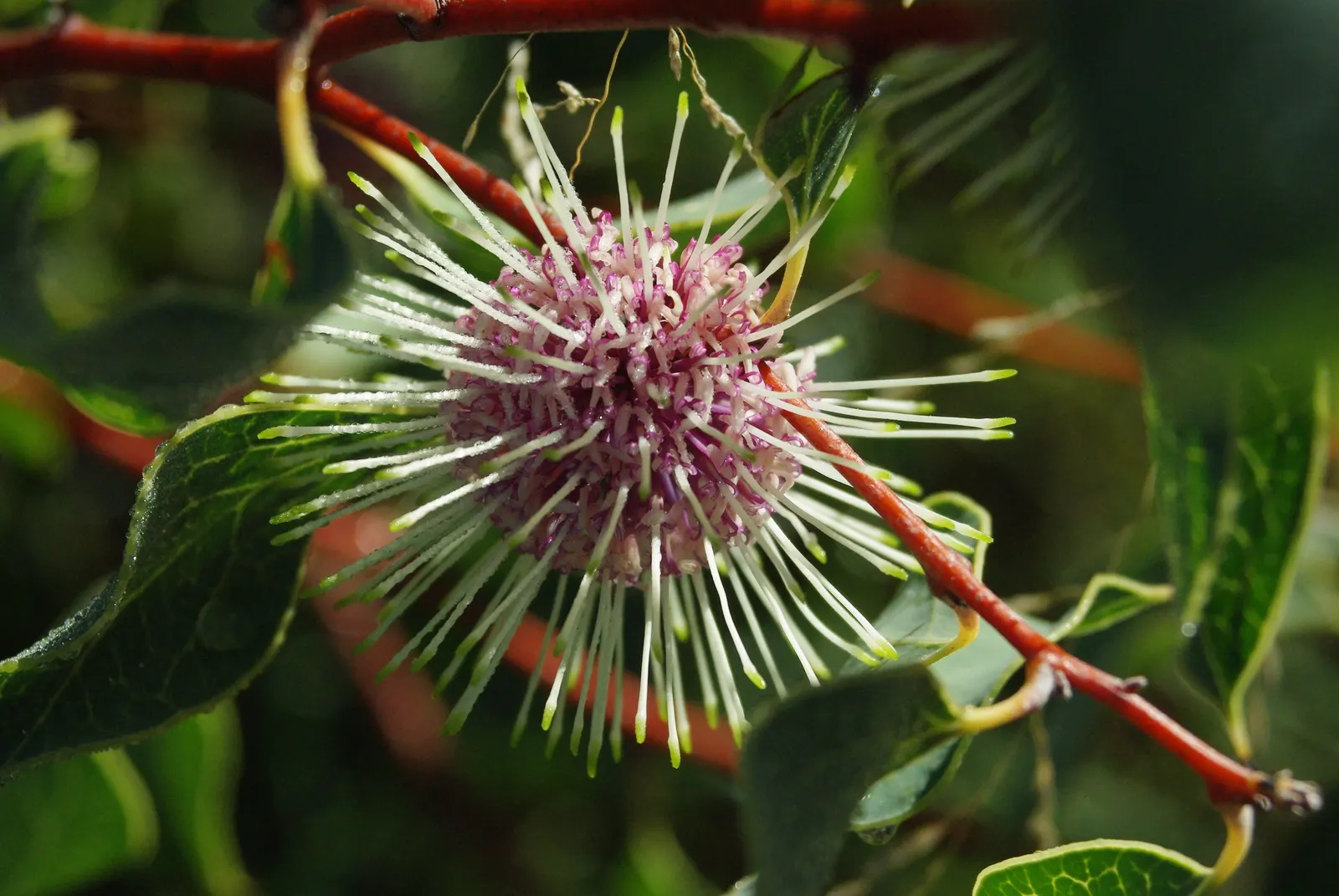 Pincushion Hakea (Hakea Laurina) — The Pincushion Hakea (Hakea laurina)