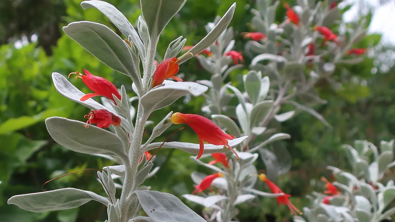 Pincushion Hakea (Hakea Laurina) — This drought-tolerant species thrives in full sun with well-drained soil; consider planting Hakea laurina en masse or