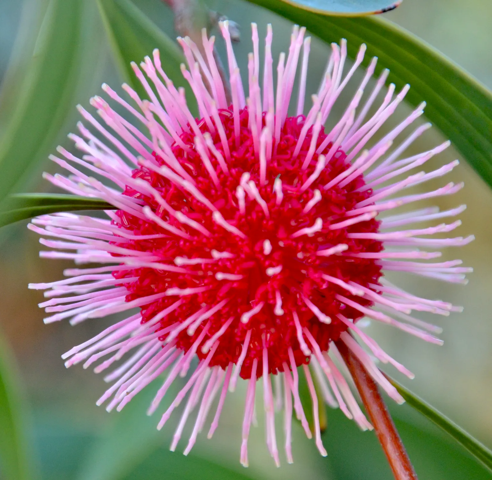 Pincushion Hakea (Hakea Laurina) — This drought-tolerant species thrives in full sun with well-drained soil