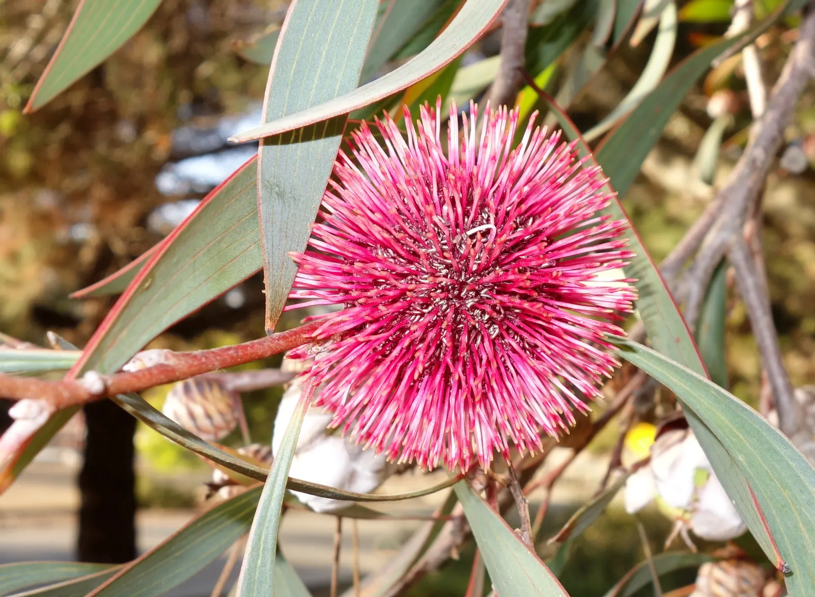 Pincushion Hakea (Hakea Laurina) — For maximum impact in a landscape