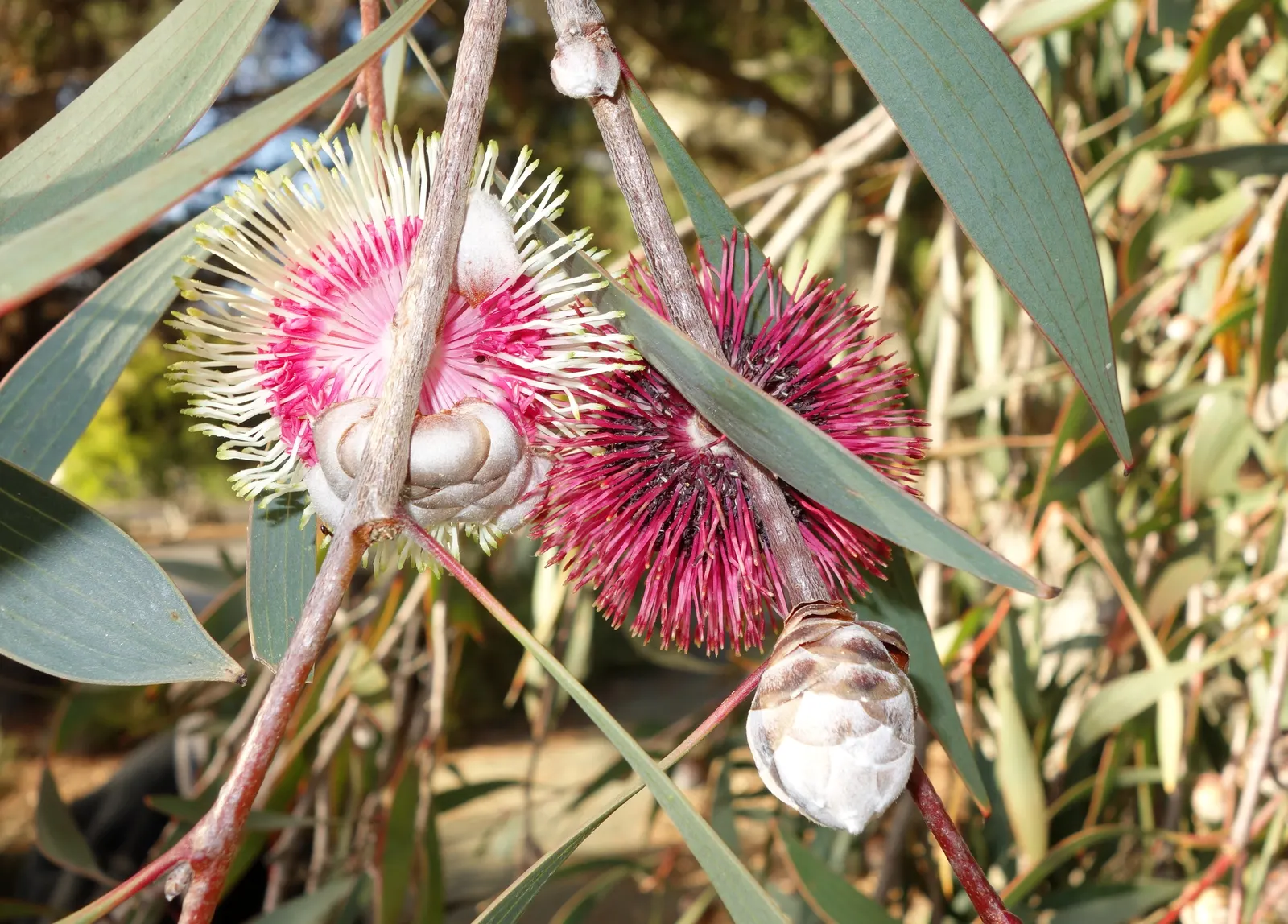 Pincushion Hakea (Hakea Laurina) — the foliage of Hakea laurina provides year-round visual interest