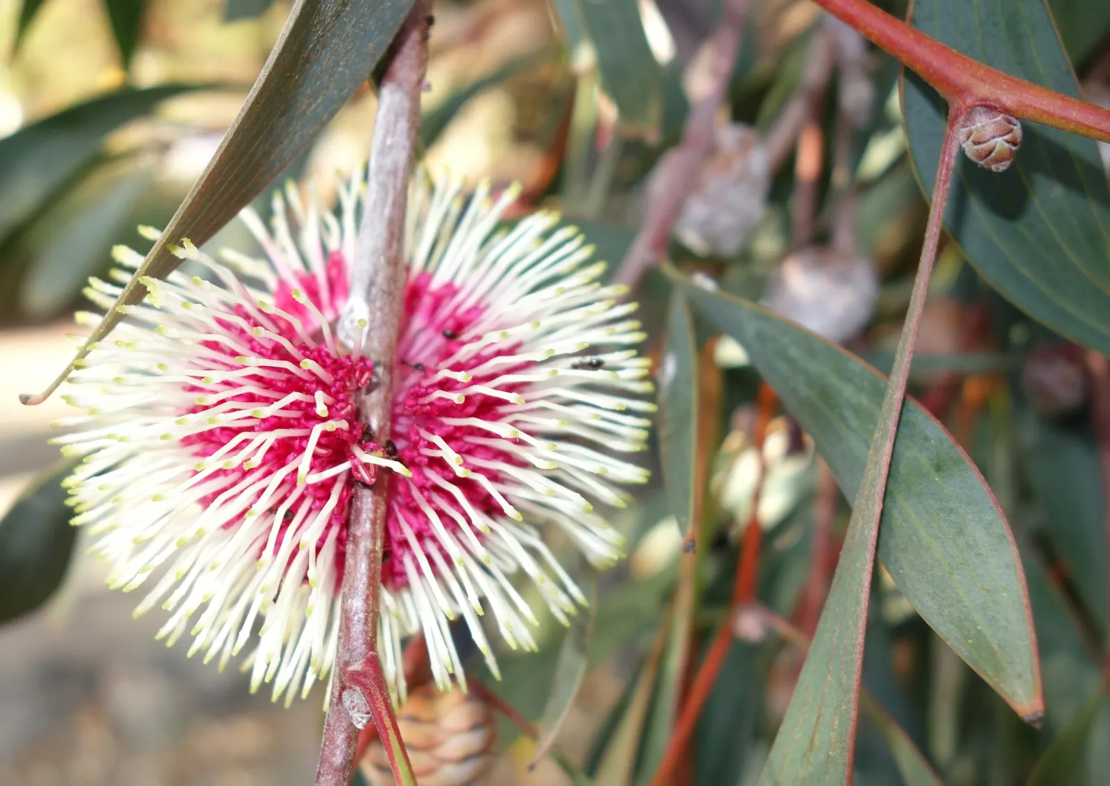 Pincushion Hakea (Hakea Laurina) — making it a versatile choice for various landscapes