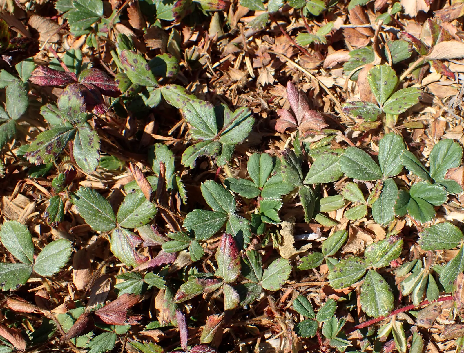Coastal Strawberry (Fragaria chiloensis) — ground cover / perennial for full or half; when incorporating this plant into a landscape