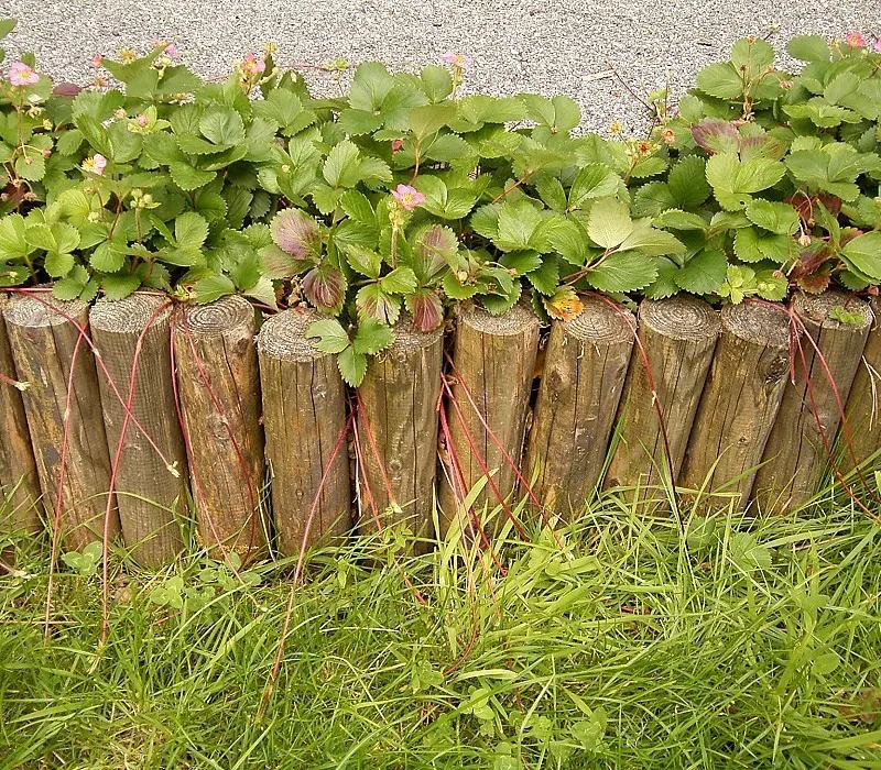 Coastal Strawberry (Fragaria chiloensis) — this groundcover prefers full sun to partial shade and requires well-drained soil; spreading up to 2 feet wide