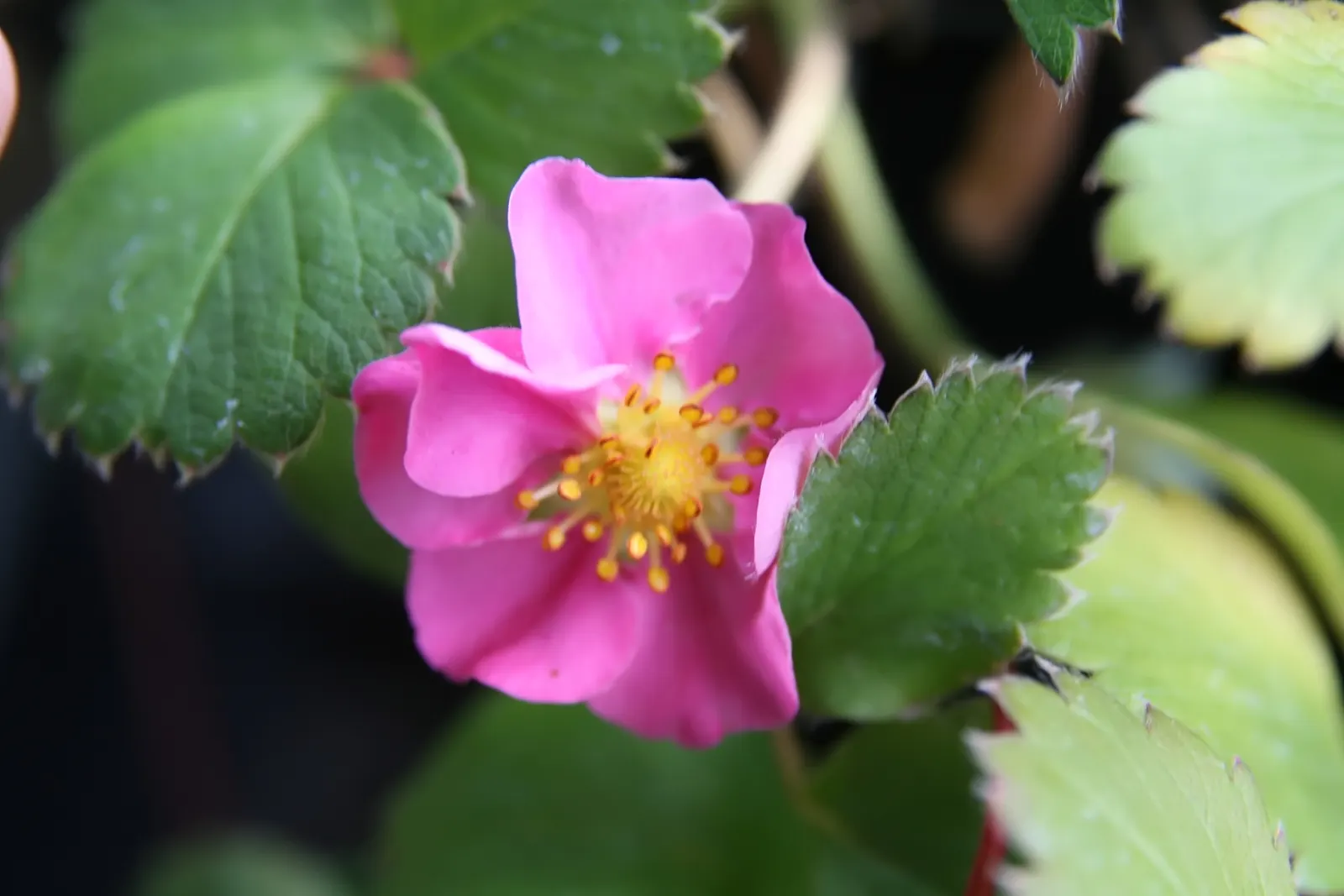 Coastal Strawberry (Fragaria chiloensis) — Thriving in USDA zones 4-9, it requires full sun to part shade and well-drained soil