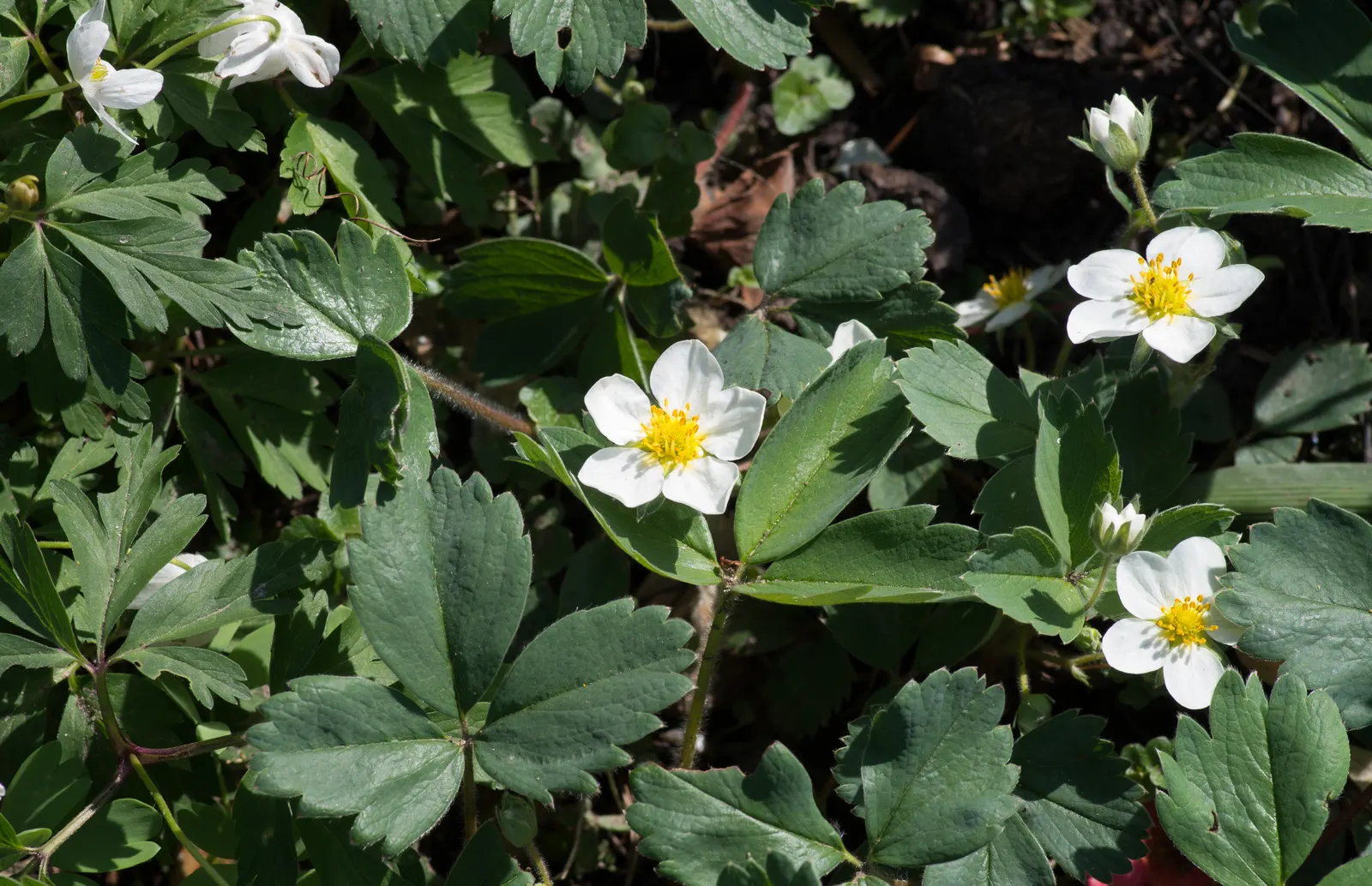 Coastal Strawberry (Fragaria chiloensis) — Thriving in USDA zones 4-9, it requires full sun to part shade and well-drained soil; white flowers in, image 85