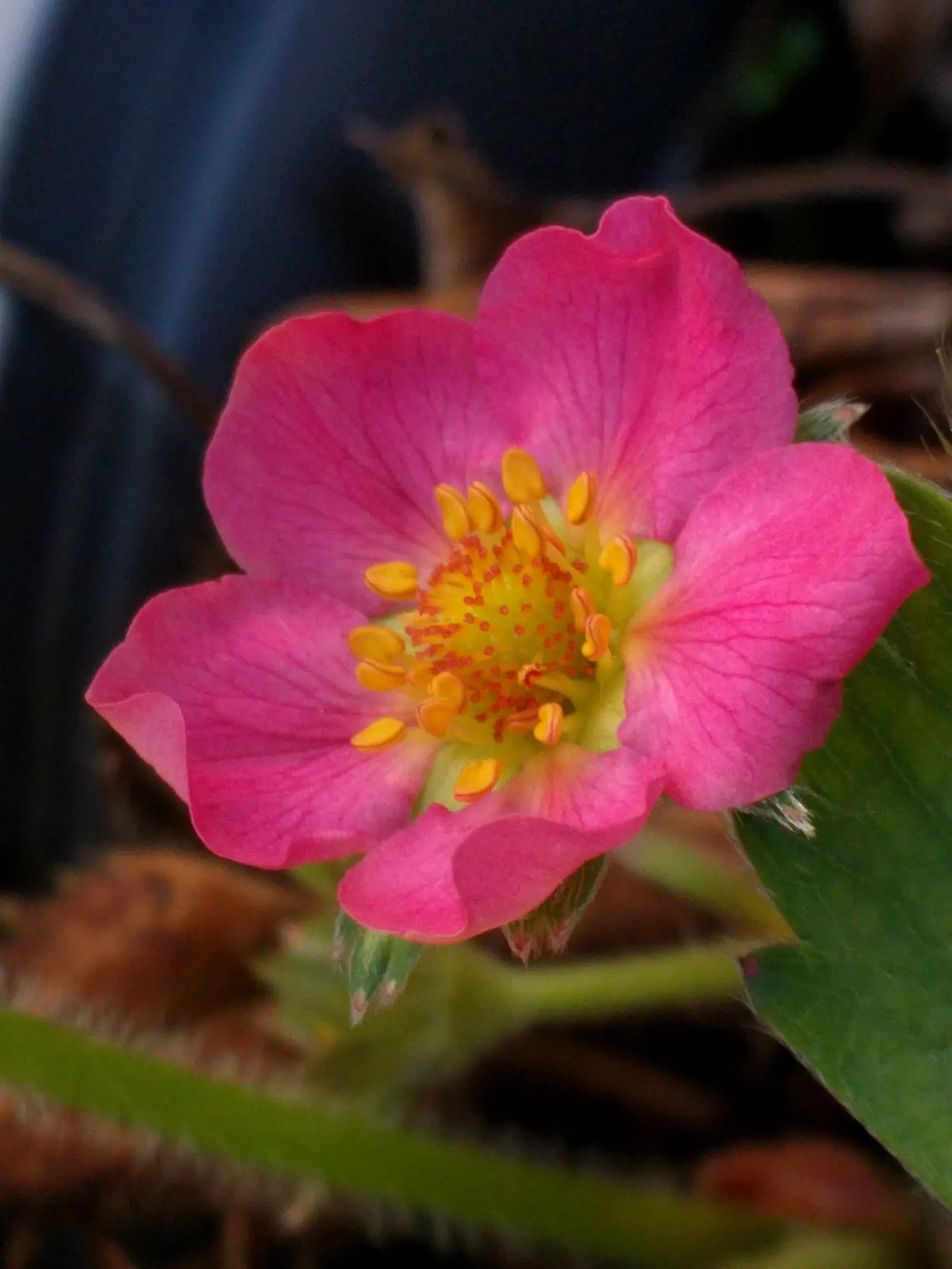Coastal Strawberry (Fragaria chiloensis) — It tolerates maritime exposure and sandy soils, making it an ideal selection for coastal landscapes; presents a