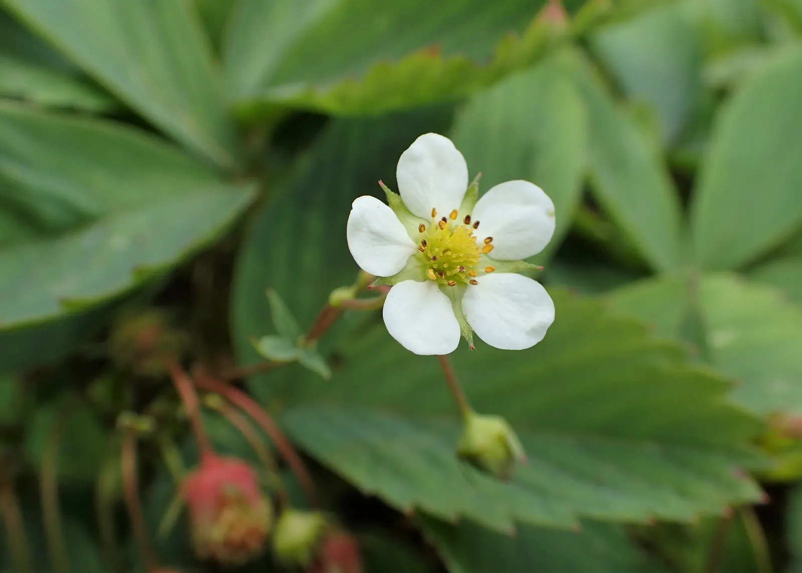 Coastal Strawberry (Fragaria chiloensis) — adding ecosystem value to coastal-inspired designs; often used in culinary creations.<br><br>For optimal, image 61
