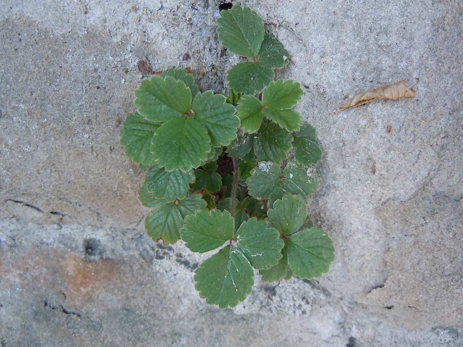 Coastal Strawberry (Fragaria chiloensis) — Although smaller than commercial varieties at about 1 to 1.5 inches in length