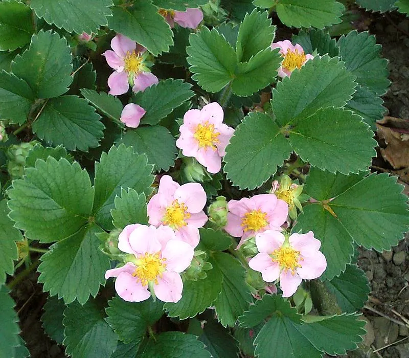 Coastal Strawberry (Fragaria chiloensis) — Prized for its glossy foliage and white blooms, it yields edible red berries