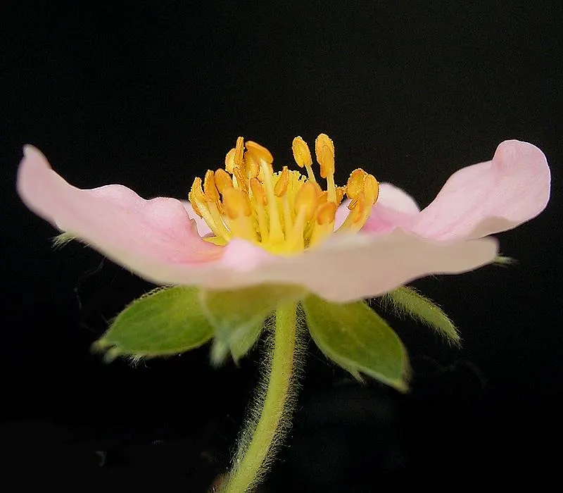 Coastal Strawberry (Fragaria chiloensis) — composed of five petals each
