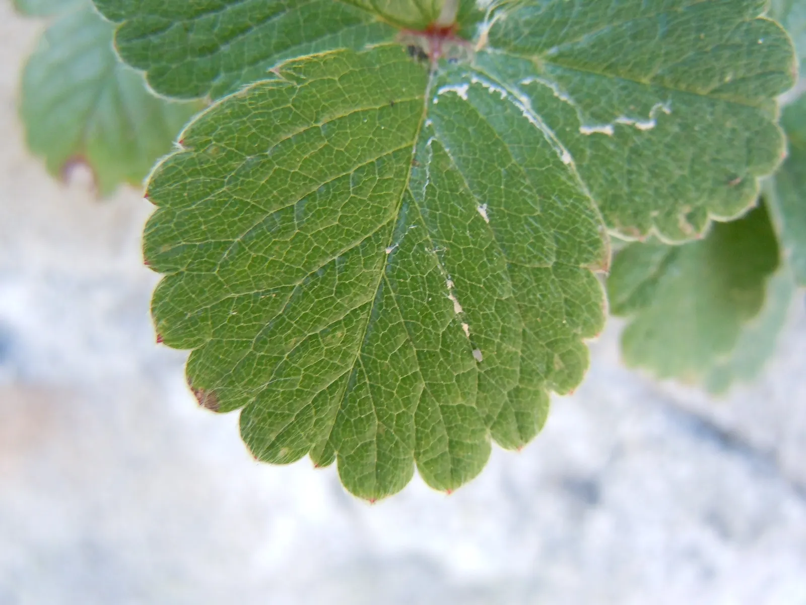 Coastal Strawberry (Fragaria chiloensis) — they are flavorful and aromatic; composed of five petals each, image 72