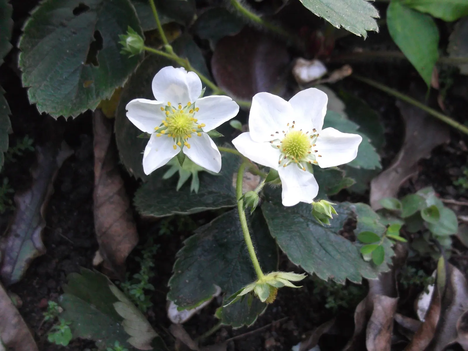 Coastal Strawberry (Fragaria chiloensis) — trifoliate leaves which span about 2 to 3 inches in diameter; ground cover / perennial for full or half