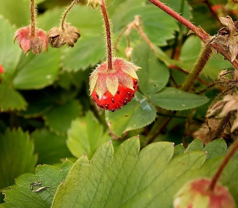Coastal Strawberry (Fragaria chiloensis) — presents a delightful addition to any garden with its lush emerald foliage and charming white blossoms