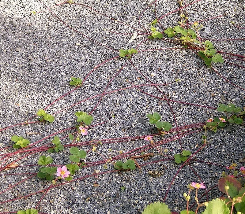 Coastal Strawberry (Fragaria chiloensis) — they are flavorful and aromatic