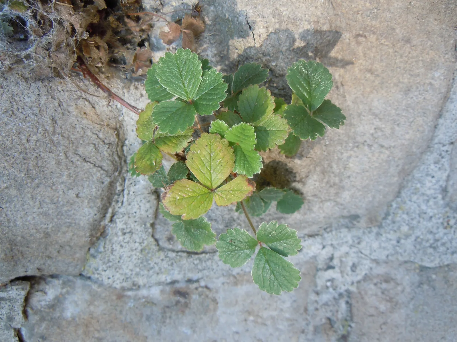 Coastal Strawberry (Fragaria chiloensis) — this groundcover prefers full sun to partial shade and requires well-drained soil; spreading up to 2, image 74