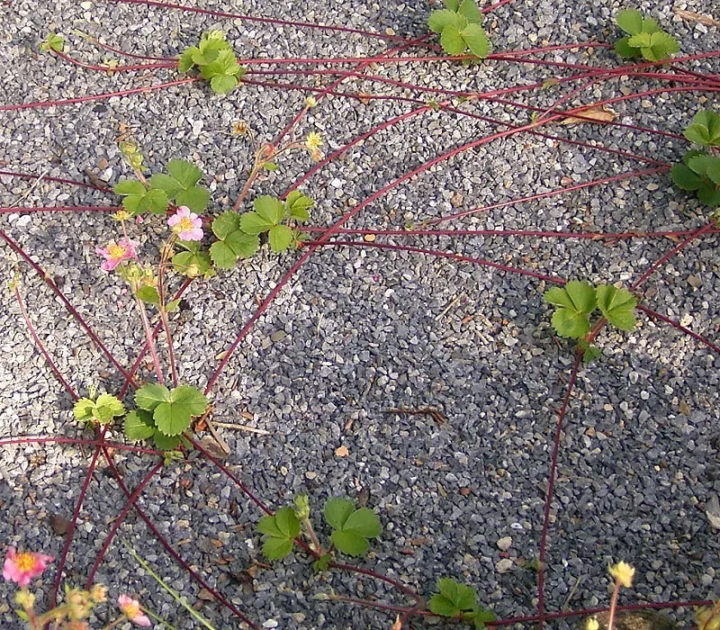 Coastal Strawberry (Fragaria chiloensis) — When incorporating this plant into a landscape; prized for its glossy foliage and white blooms, it yields edible red