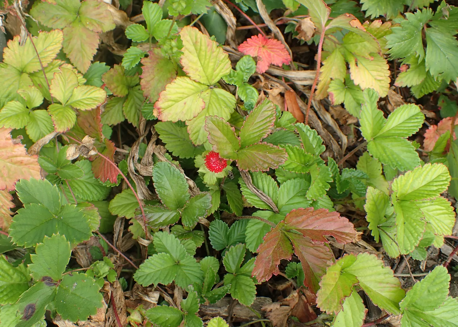 Coastal Strawberry (Fragaria chiloensis) — Ideal for ground cover, it's drought-tolerant once established, image 59
