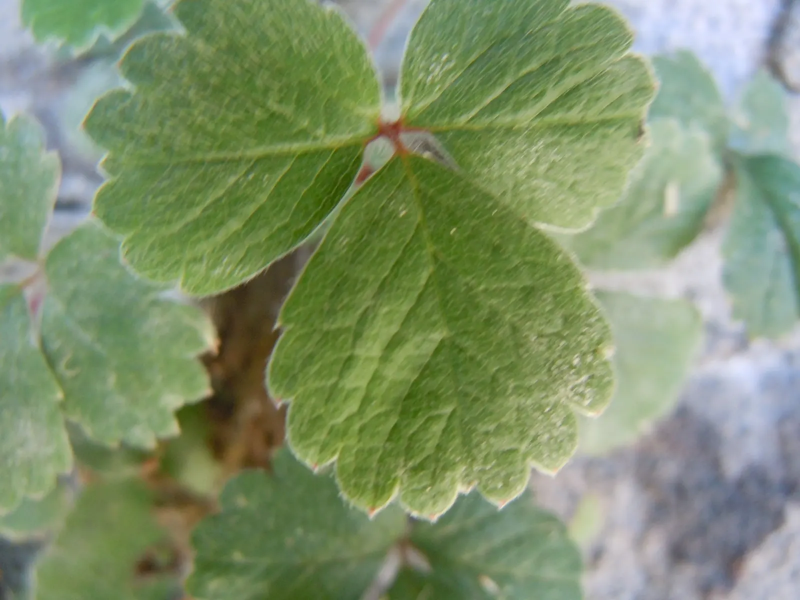 Coastal Strawberry (Fragaria chiloensis) — These leaves grow on stems that form a dense mat
