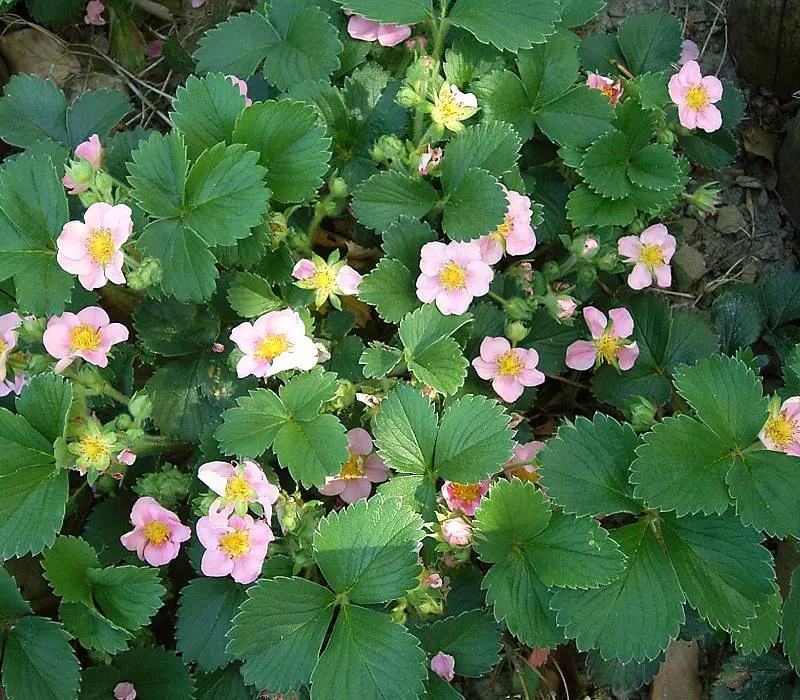 Coastal Strawberry (Fragaria chiloensis) — contributing to its low-maintenance stature and suitability for various garden designs, image 50