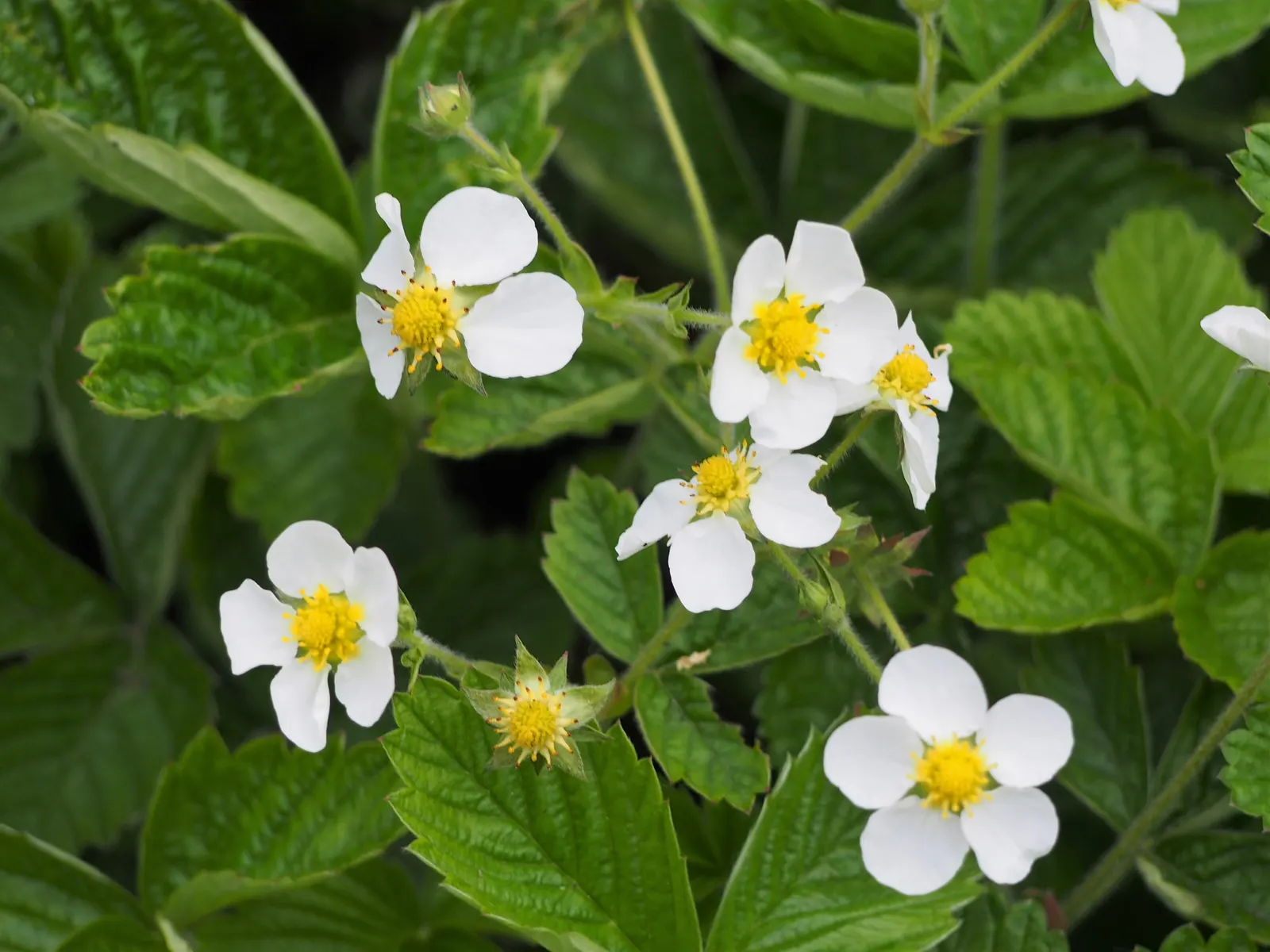 Coastal Strawberry (Fragaria chiloensis) — Thriving in USDA zones 4-9, it requires full sun to part shade and well-drained soil; white flowers in, image 58