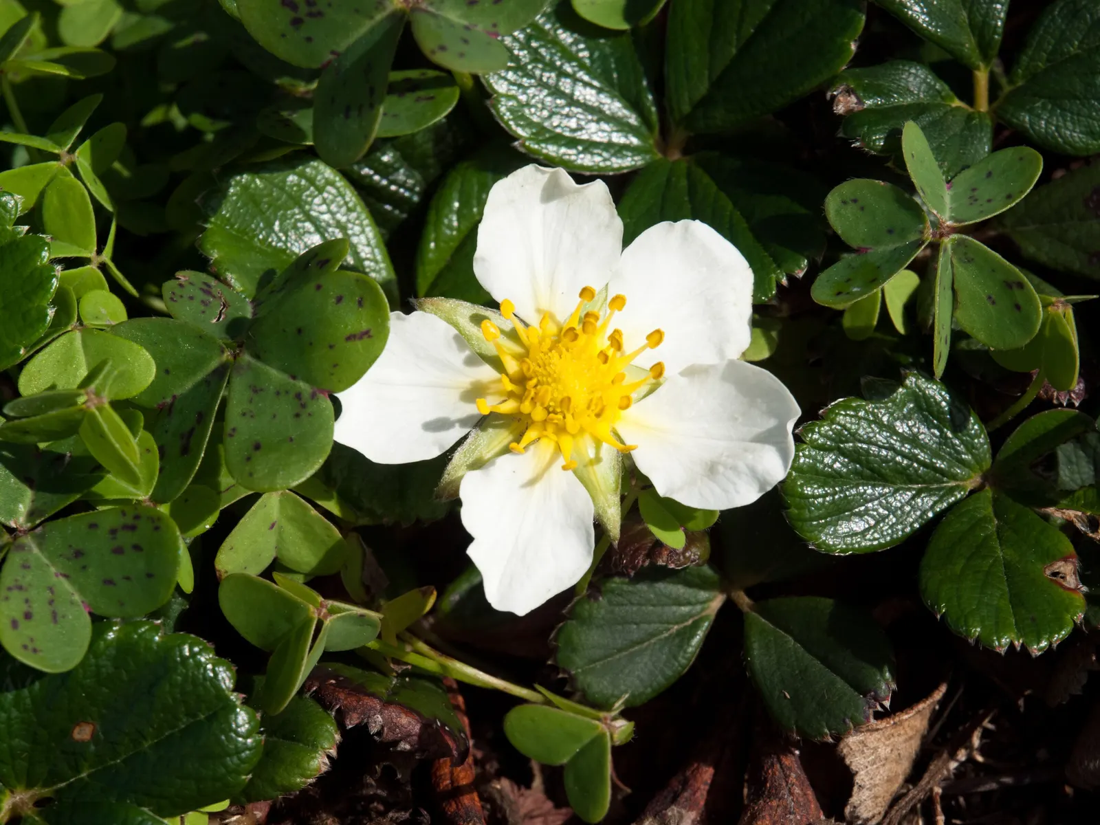 Coastal Strawberry (Fragaria chiloensis) — ground cover / perennial for full or half; when incorporating this plant into a landscape, image 81