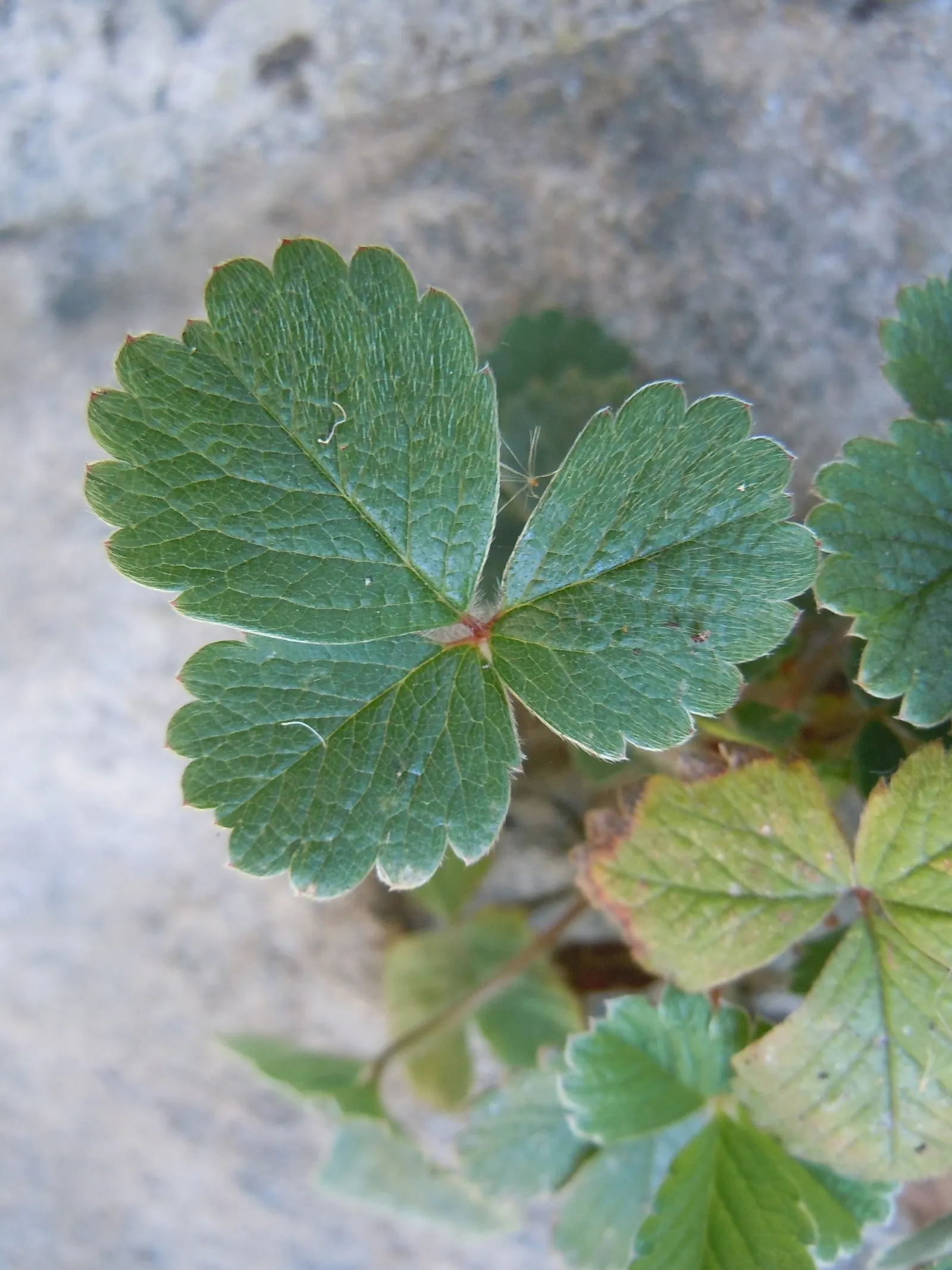 Coastal Strawberry (Fragaria chiloensis) — Coastal Strawberry (Fragaria chiloensis) is a low-growing perennial reaching 6-12 inches tall; thriving, image 55