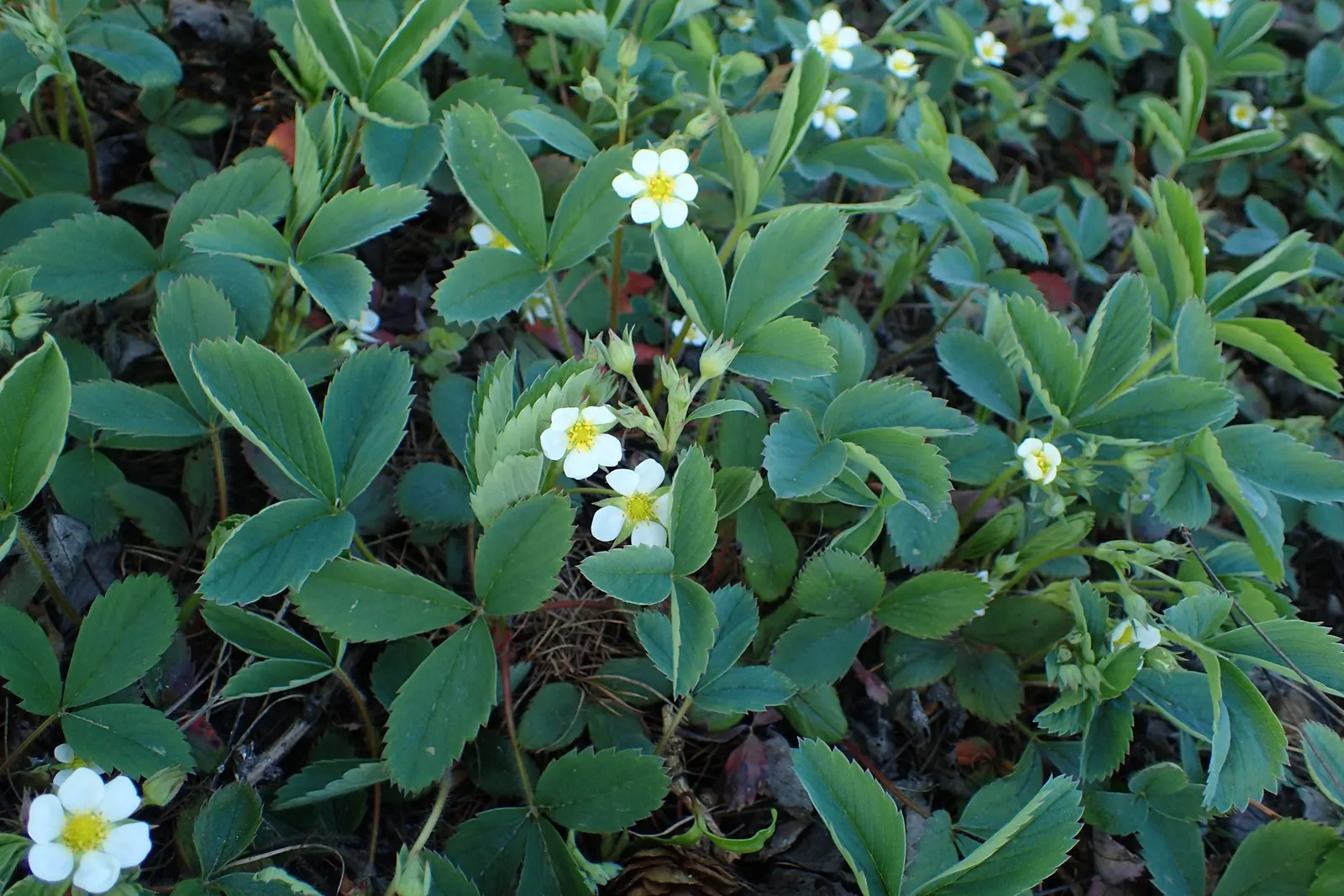 Coastal Strawberry (Fragaria chiloensis) — ground cover / perennial with white blooms; although smaller than commercial varieties at about 1 to 1.5 inches in
