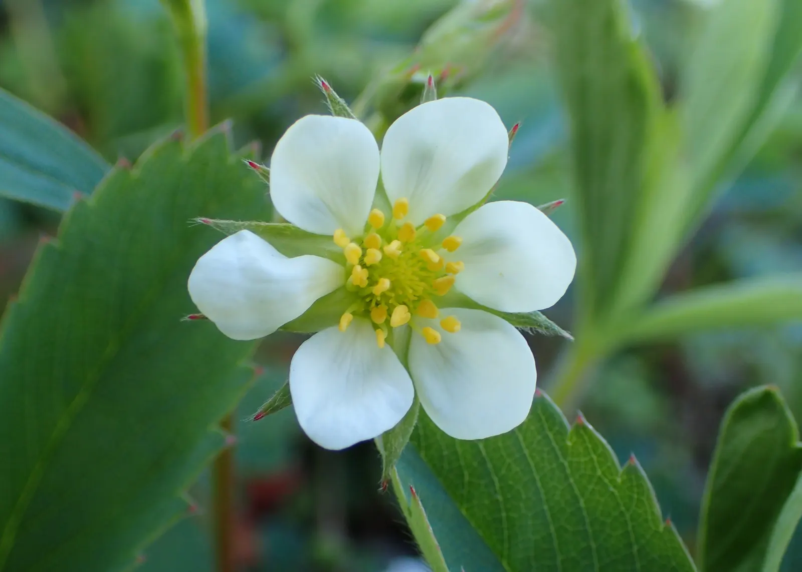 Coastal Strawberry (Fragaria chiloensis) — This seaside native attracts pollinators while resisting deer; trifoliate leaves which span about 2 to 3, image 60