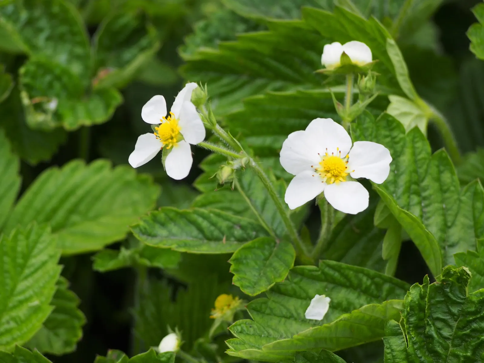 Coastal Strawberry (Fragaria chiloensis) — Prized for its glossy foliage and white blooms, it yields edible red berries; they are flavorful and, image 57