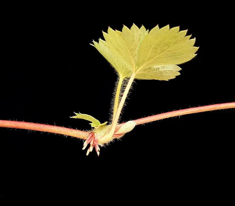 Coastal Strawberry (Fragaria chiloensis) — Coastal Strawberry (Fragaria chiloensis) is a low-growing perennial reaching 6-12 inches tall