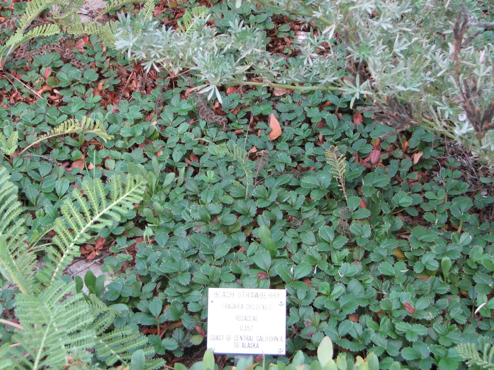 Coastal Strawberry (Fragaria chiloensis) — commonly referred to as the Coastal Strawberry