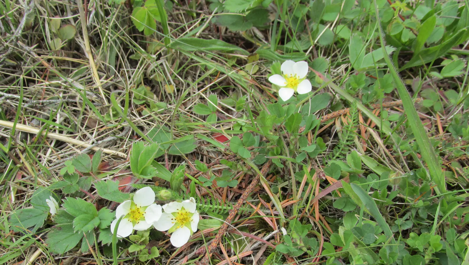 Coastal Strawberry (Fragaria chiloensis) — white flowers in the garden; native to the Pacific Coast of North and South America