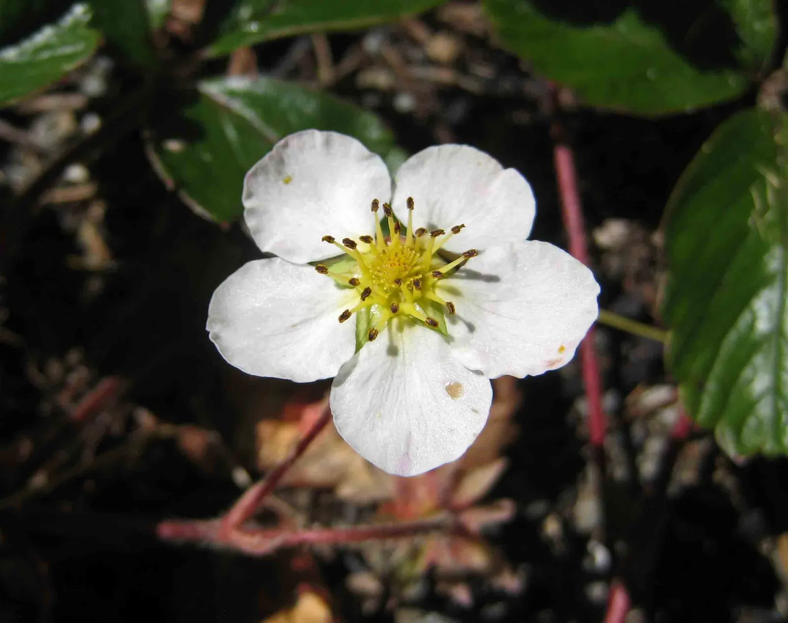 Coastal Strawberry (Fragaria chiloensis) — reaching up to 8 inches in height and spreading effortlessly to widths of 12 to 24 inches, image 41