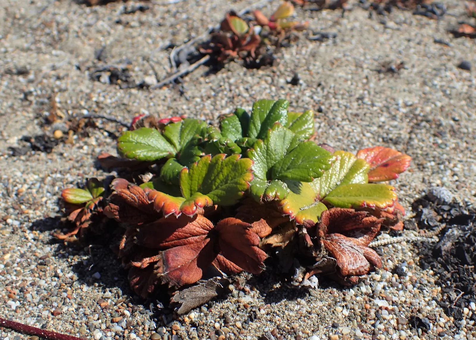 Coastal Strawberry (Fragaria chiloensis) — commonly referred to as the Coastal Strawberry; ground cover / perennial with white blooms, image 62