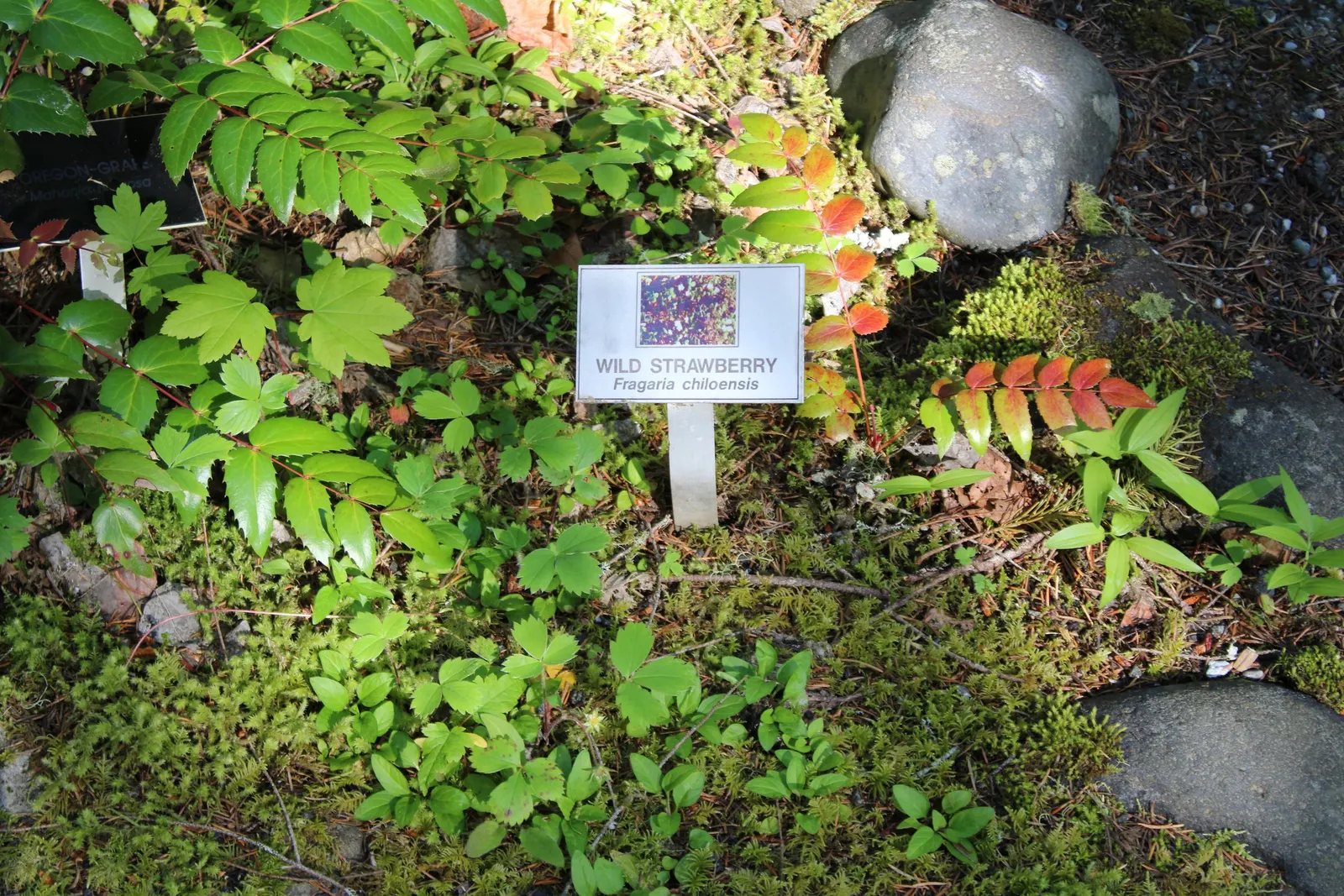 Coastal Strawberry (Fragaria chiloensis) — Coastal Strawberry (Fragaria chiloensis) is a low-growing perennial reaching 6-12 inches tall; thriving, image 82