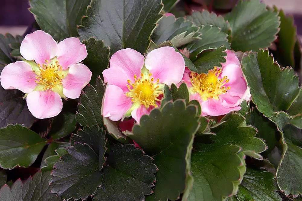 Coastal Strawberry (Fragaria chiloensis) — Ideal for ground cover, it's drought-tolerant once established, image 86