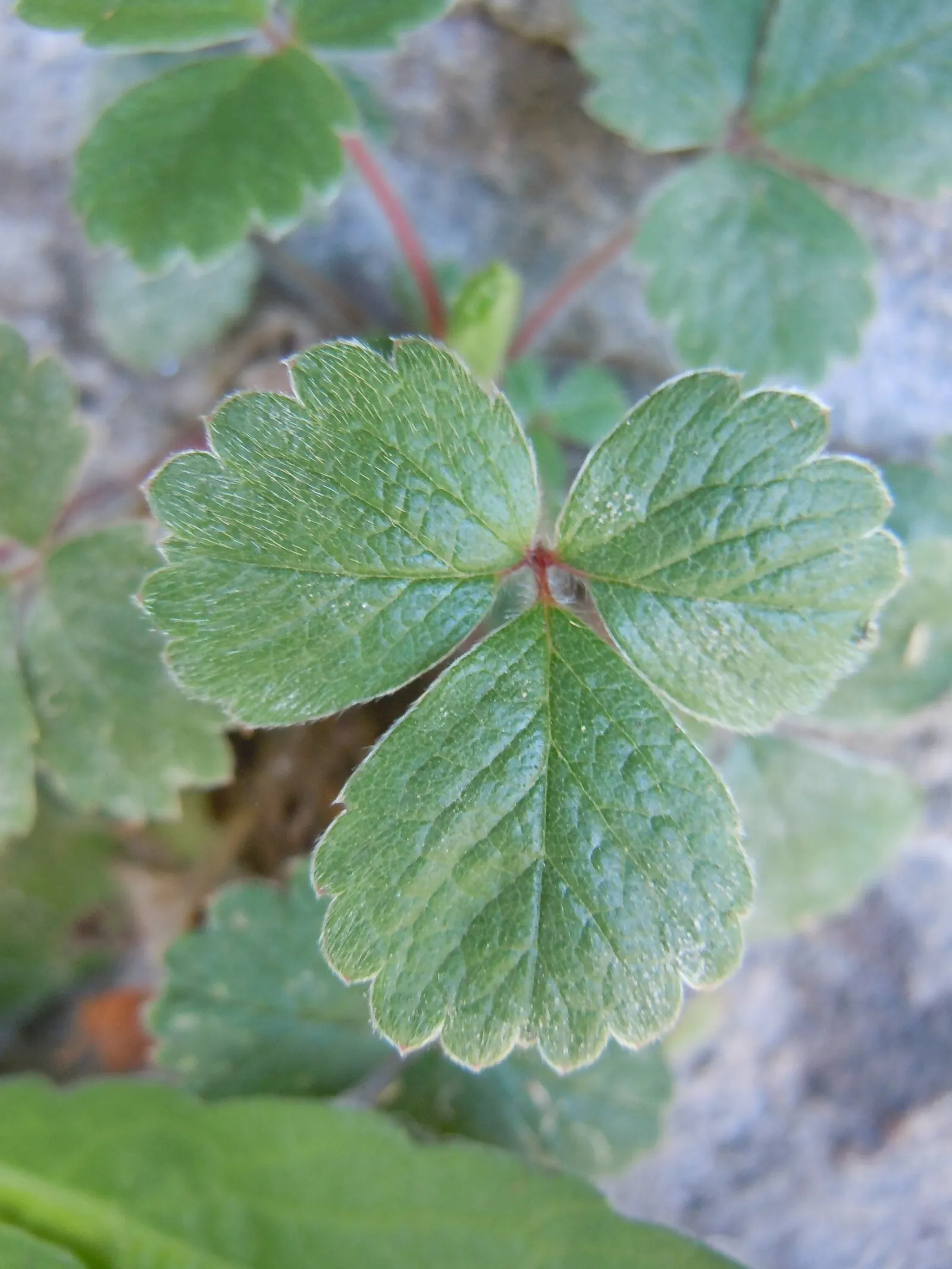 Coastal Strawberry (Fragaria chiloensis) — the Coastal Strawberry is both drought-tolerant and deer-resistant; the Fragaria chiloensis produces, image 76