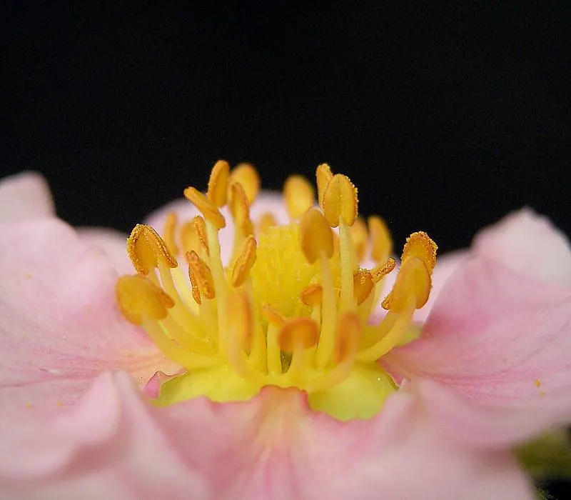 Coastal Strawberry (Fragaria chiloensis) — adding ecosystem value to coastal-inspired designs