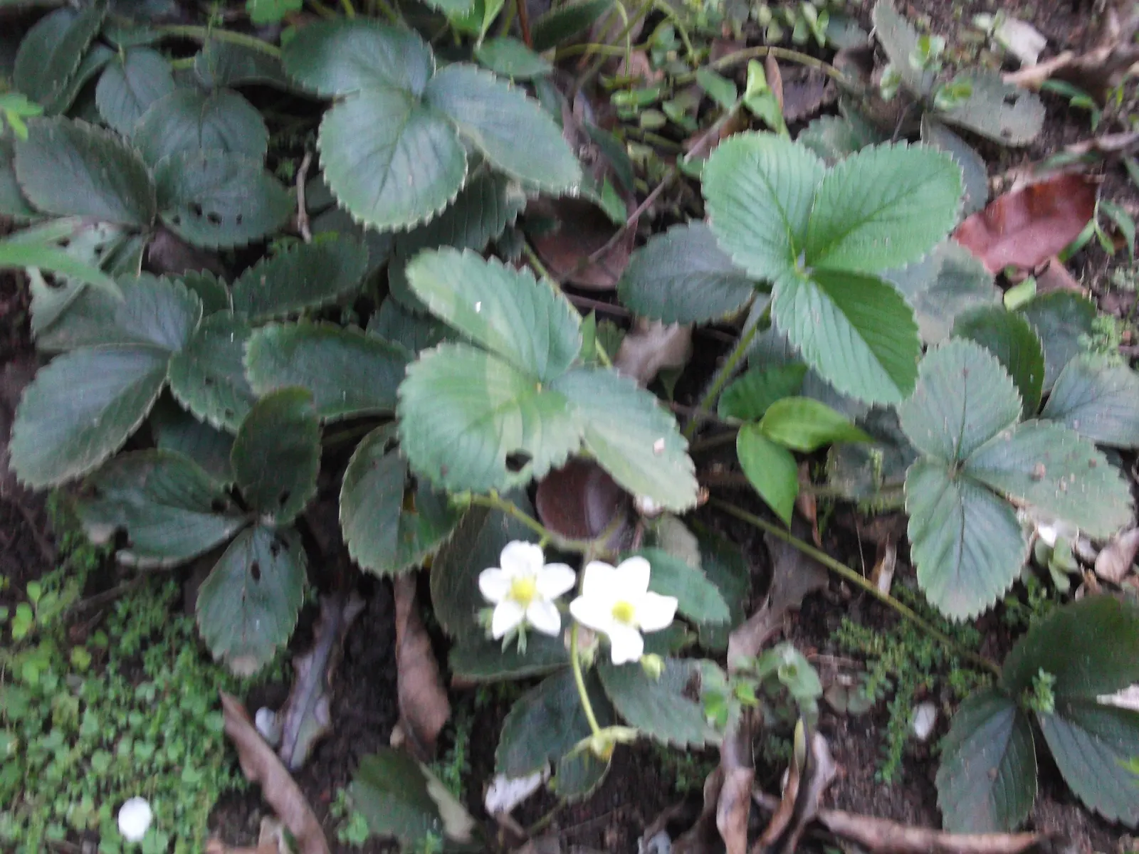 Coastal Strawberry (Fragaria chiloensis) — commonly referred to as the Coastal Strawberry; ground cover / perennial with white blooms, image 89