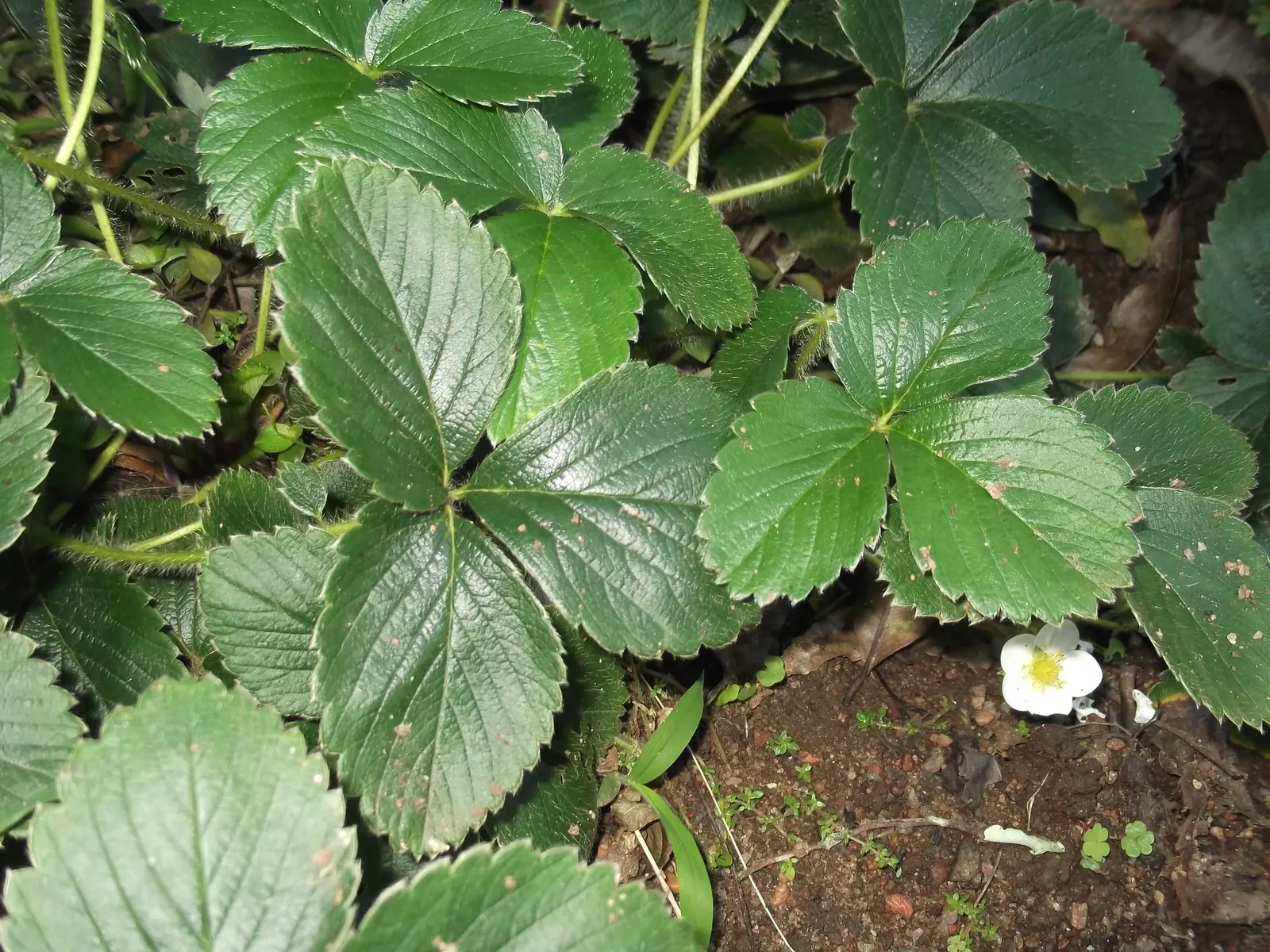 Coastal Strawberry (Fragaria chiloensis) — Thriving in USDA zones 4-9, it requires full sun to part shade and well-drained soil; white flowers in the garden