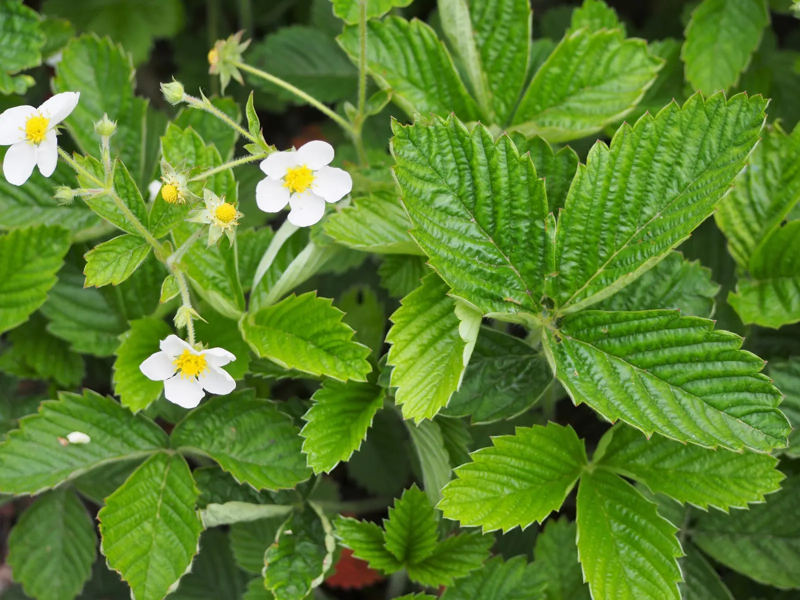 Coastal Strawberry (Fragaria chiloensis) — Native to the Pacific Coast of North and South America; these leaves grow on stems that form a dense mat